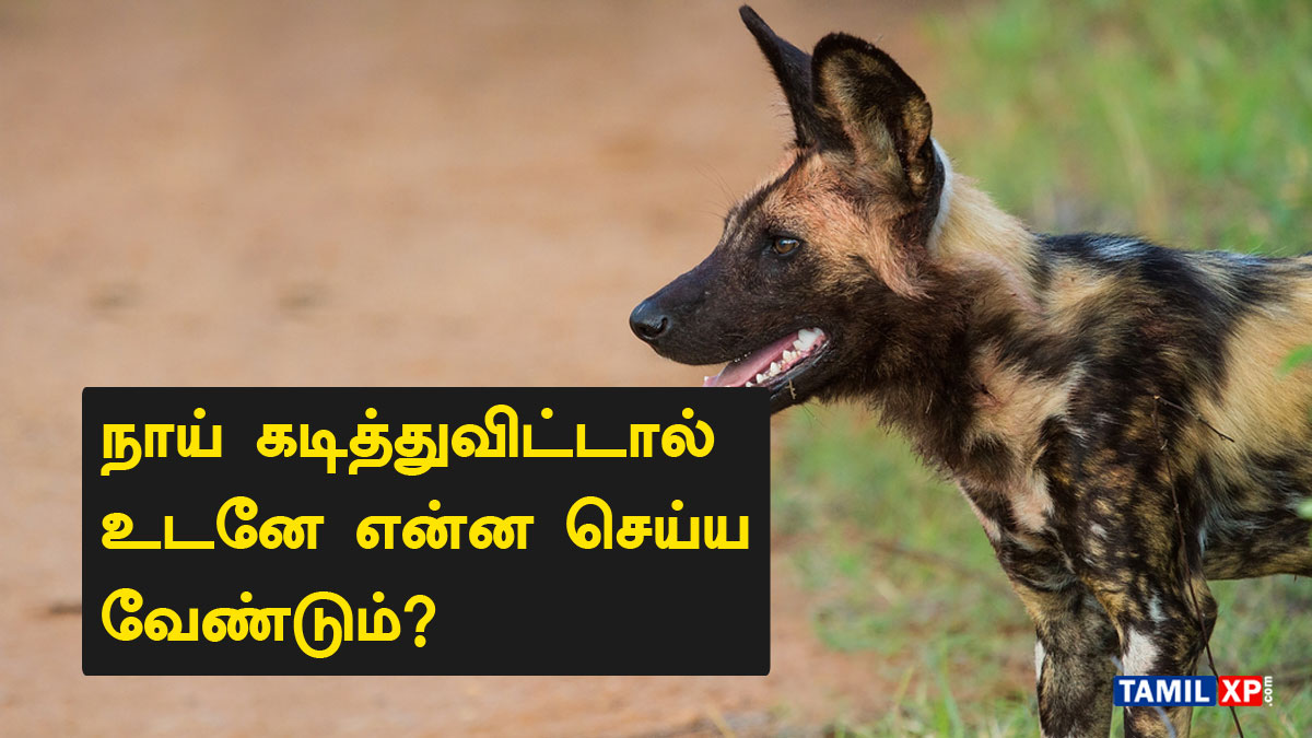 dog bite treatment in Tamil