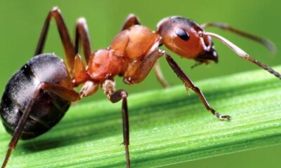 facts about ants in tamil