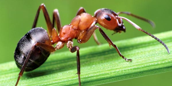 facts about ants in tamil