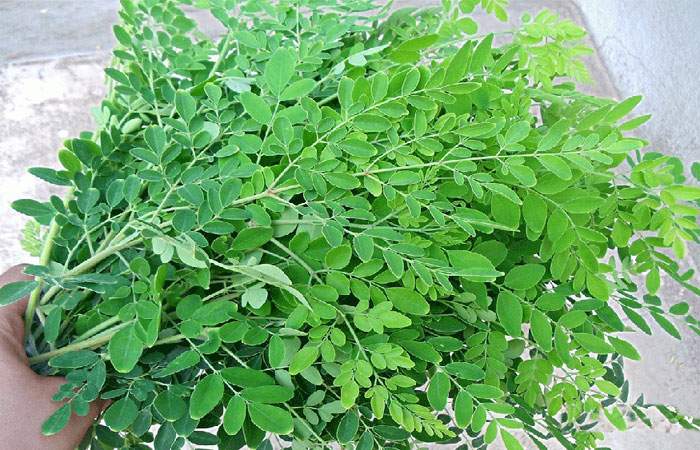 drumstick leaf benefits in tamil