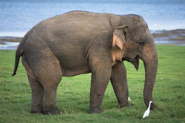 interesting facts about elephant