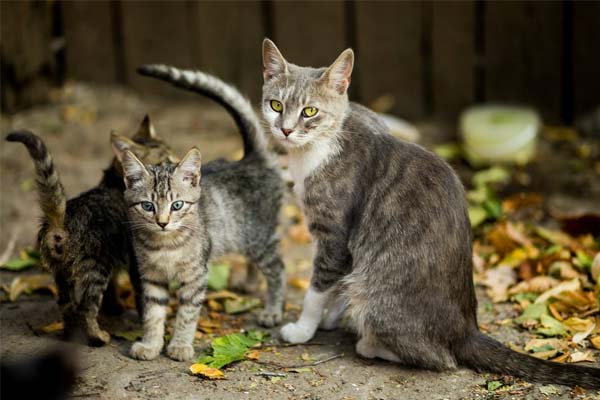 பூனைகள் பற்றிய தகவல்கள் - About Cats in Tamil