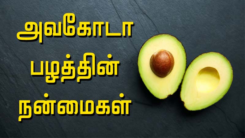 avocado fruit benefits in tamil