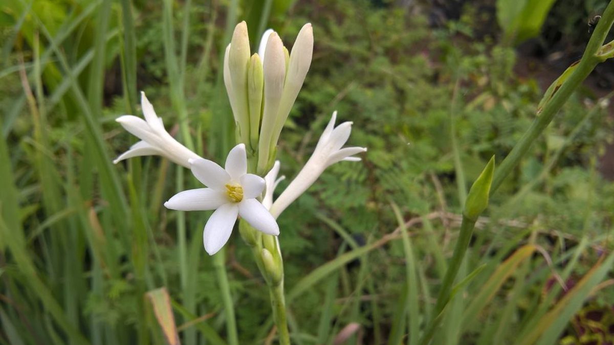 sampangi flower benefits in tamil