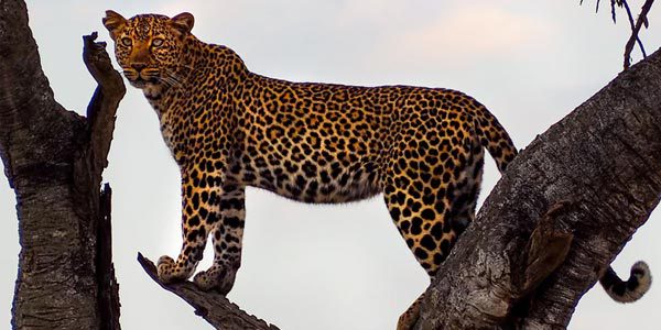 Leopard Animal in Tamil | சிறுத்தை பற்றிய தகவல்கள்