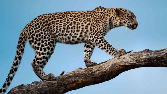 Facts About Leopard in Tamil