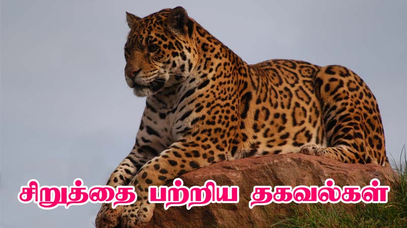 about leopard in tamil