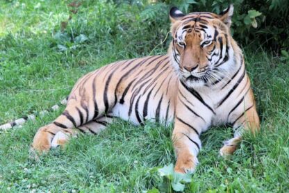 tiger history in tamil