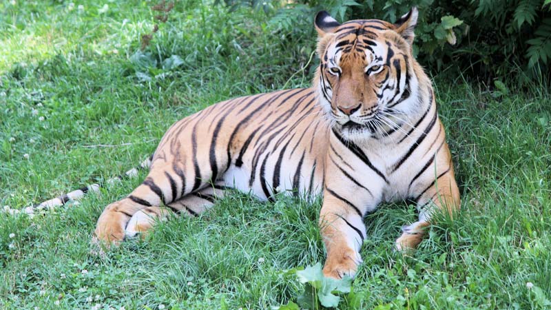 tiger history in tamil