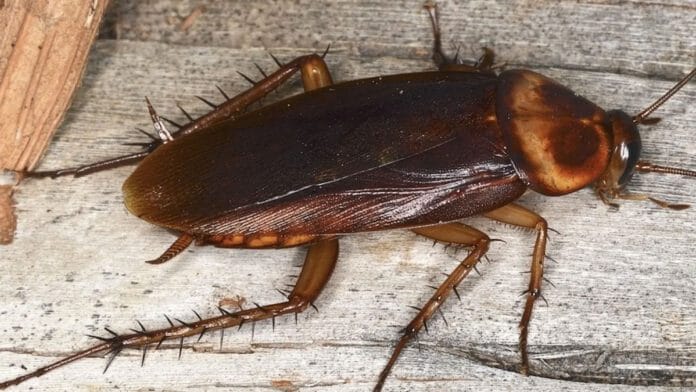 Cockroach in Tamil