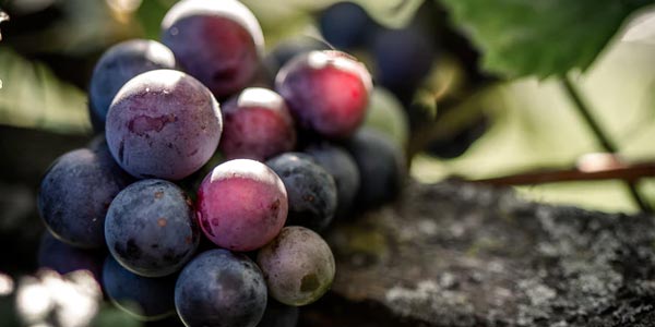 grapes benefits in tamil