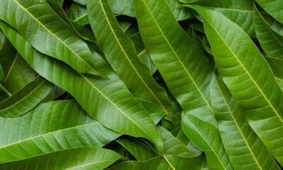 mango leaf benefits in tamil