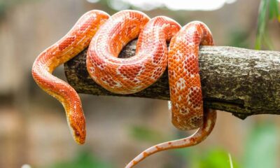 interesting facts about snakes in tamil