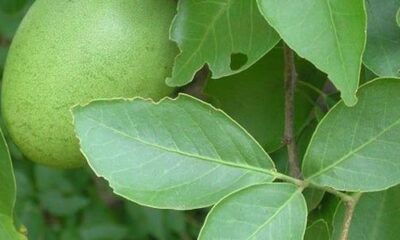 vilva leaf benefits in tamil