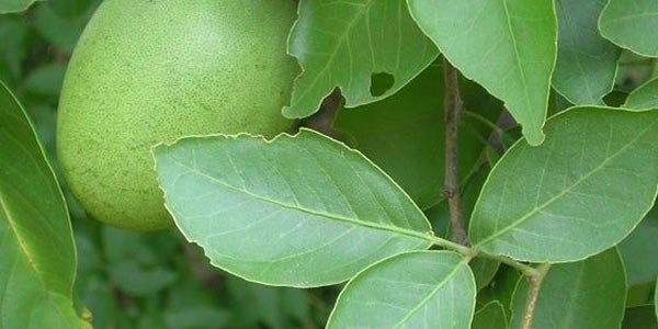 vilva leaf benefits in tamil