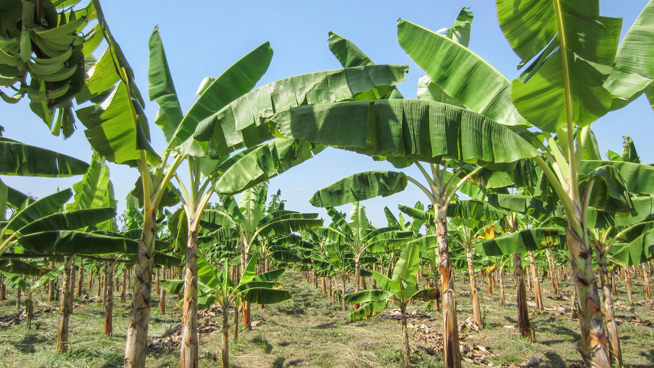 Health Benefits of Banana Tree