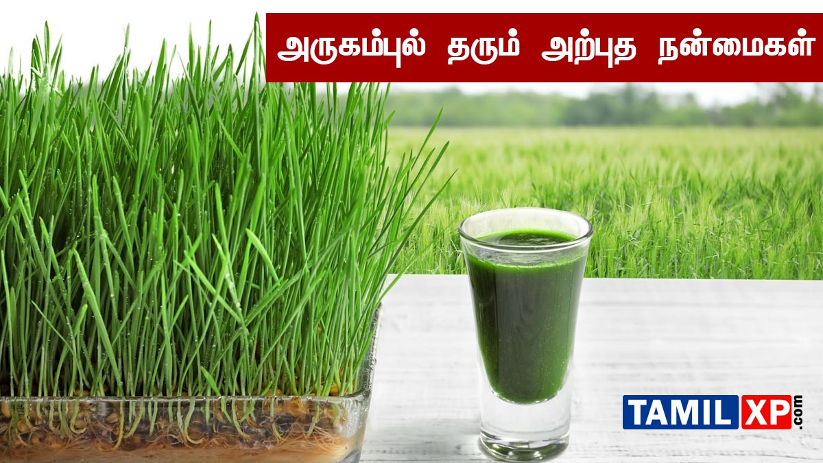 arugampul juice benefits in tamil