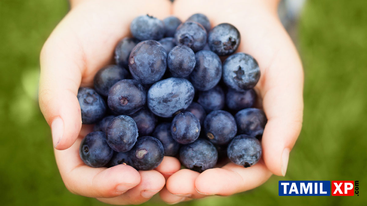 blueberry health benefits in tamil