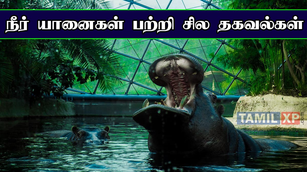 hippopotamus in tamil