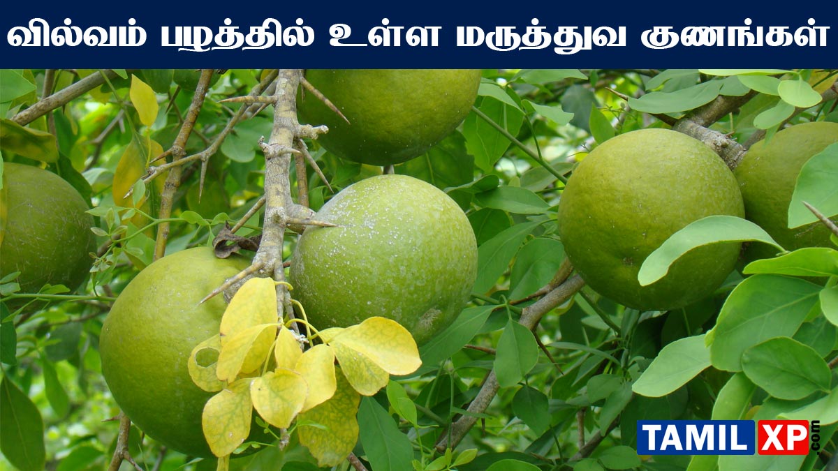 vilvam fruit benefits in tamil