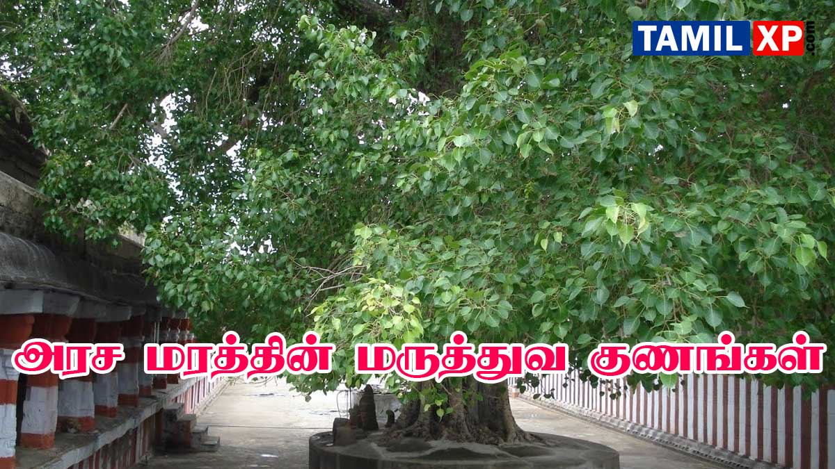 arasa maram benefits in tamil