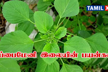 kuppaimeni uses in tamil