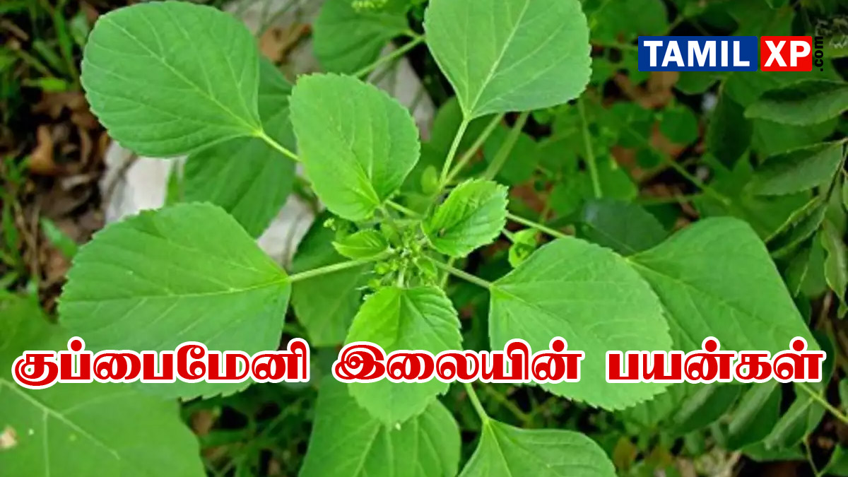 kuppaimeni uses in tamil