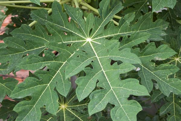 papaya leaf juice benefits in tamil