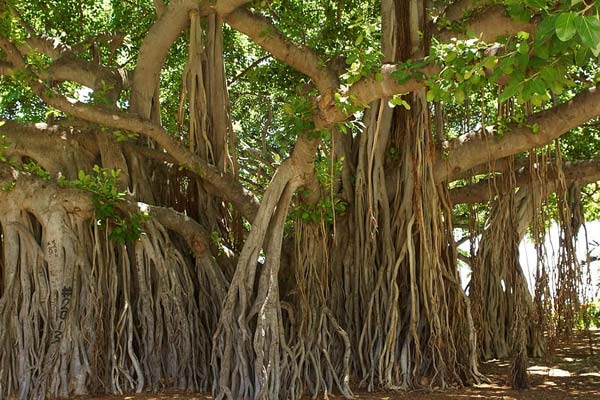 banyan tree uses in tamil