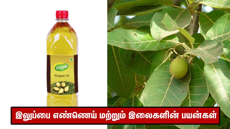 iluppai tree benefits tamil