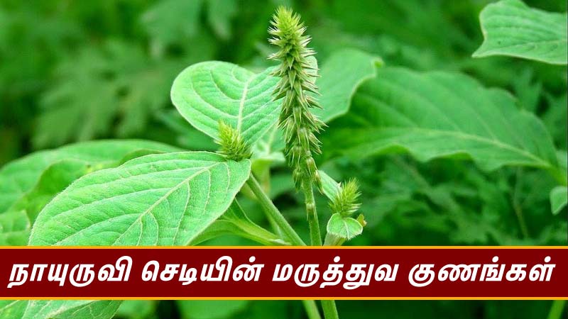 nayuruvi leaf benefits