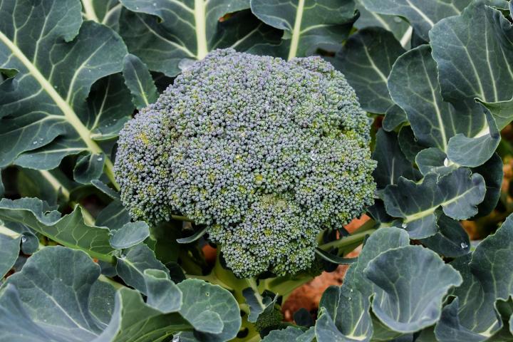 broccoli Tamil