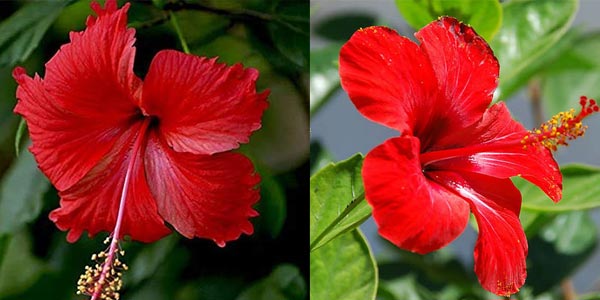 hibiscus flower benefits in tamil