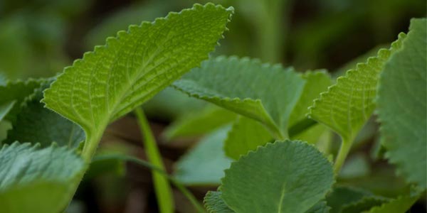 karpooravalli leaf benefits in tamil