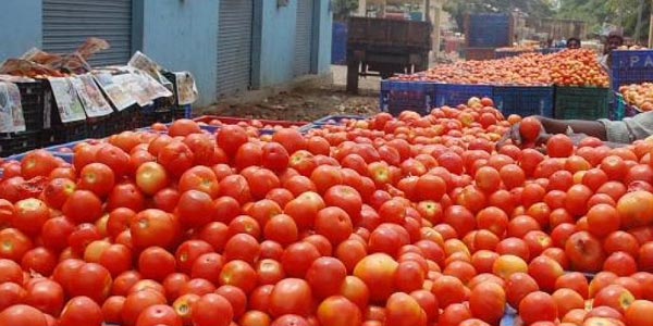tomato price in chennai