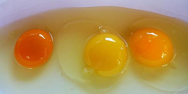 how to select best egg
