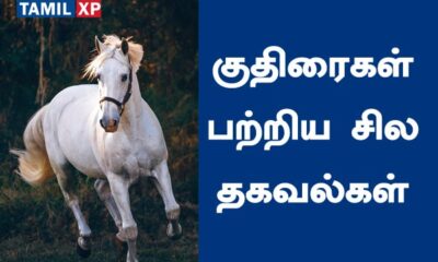 about horse in tamil