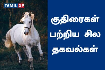 about horse in tamil