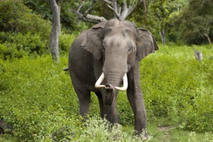 elephant kanavil vanthal enna palan