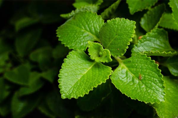 mexican mint in tamil