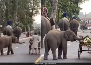 “தம்பிக்கு ஒரு சுரைக்காய் ப்ளீஸ்” சுட்டி யானை “மாமூல்” வசூலிக்கும் வீடியோ வைரல்