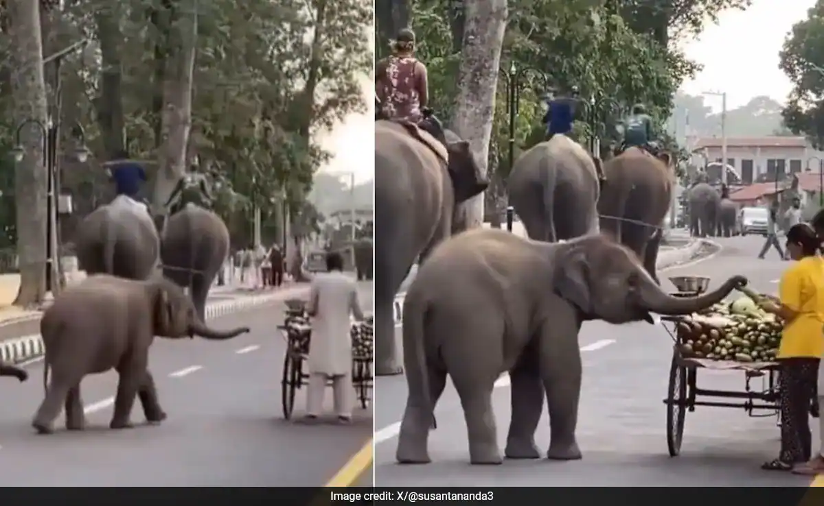 “தம்பிக்கு ஒரு சுரைக்காய் ப்ளீஸ்” சுட்டி யானை “மாமூல்” வசூலிக்கும் வீடியோ வைரல்