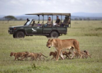 சிங்கங்கள் Safari வாகனங்களை தாக்காது ஏன் தெரியுமா?